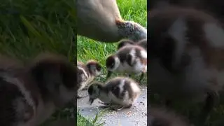 The little feet stomp baby Egyptian geese #shortsvideo #nature #egyptiangeese #riverbure