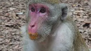 it chase family happy dump monkey