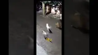 Dog rescue #ytshorts #trendingnow #dogshorts #yt #delhiprotest #delhidogs #doglove #straydogs