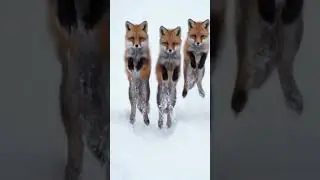 A Red Fox Leading Her Cubs Through Endless Snow
