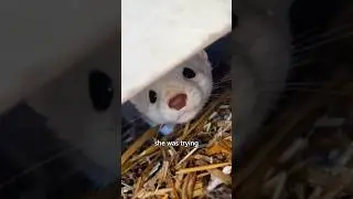 The way the ferret repays kindness is truly surprising #story #animals #petstory #animallover #cute