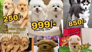 Puppies available and Dog cheapest market in delhi and India, shitzu, Poodle, Labrador, Beagle