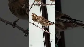 Twite finch singing 🎶 #birds