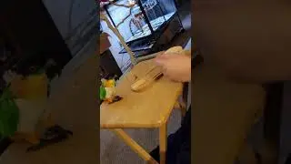 Zorros first trick with a prop.