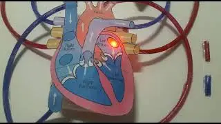 working model of heart