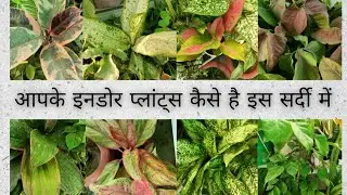 आपके इनडोर प्लांट्स कैसे हैं इस सर्दी में #caretips #indoorplantinwinter #indoorplantanddailylife 