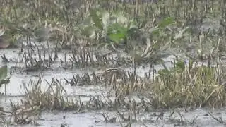 Bokje. Jack Snipe.