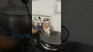 #bome#owl dance#funny #ullu ka dance #ullu#shorts#उल्लू का डांस #funnyvideo