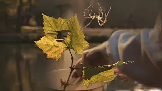 Spider, Leaf, and Birb | GH5 Kiev-16U Lens Set