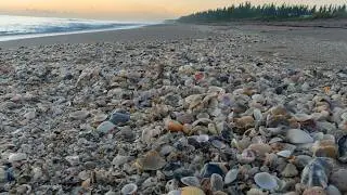 Post Storm Florida East Coast Shelling (Full Cut)