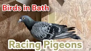 All Birds into the Bath! 🛁 Racing Pigeons Enjoy Bath Time! 🕊️