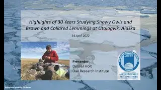Denver Holt: 30 Years of Studying Snowy Owls and Brown and Collared Lemmings at Utqiagvik, Alaska