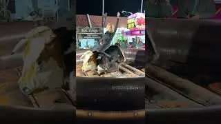 Giddy up girl! 🤣 she tried #bullriding #shorts #funnyvideos #girls