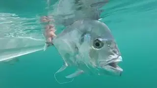 Woody Island PB Diamond or Pennant Trevally - Fishing