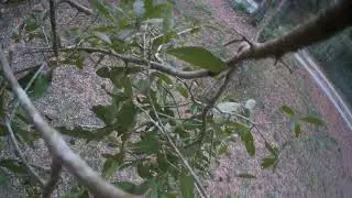 squirrel nibbles on trail camera