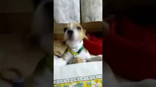 Angry beagle