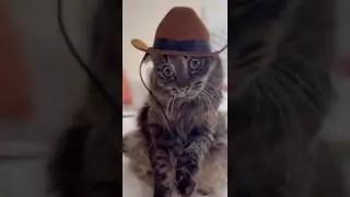 I&rsquo;m your Huckleberry RIP Val Kilmer 💔#cat #tombstone #valkilmer #kitten #blindcat #shorts