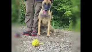 IPO Malinois