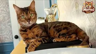 A Daily Dose of MarvelTheCat | Calm Chaos (ASMR-ish Moments)
