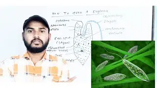 How to draw a Euglena phylum -protozoa unicellur organism biology by genius classes