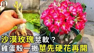 沙漠玫瑰莖軟不開花?1勺蛋殼粉唤醒病態植株，莖半米粗，花開100朵|花花世界」