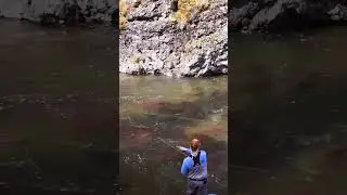 Mancing di antara gerombolan ikan salmon yang sedang migrasi