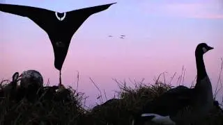 The Wild Pro Tip Flagging
