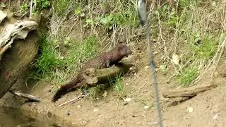 Mink searching for food.