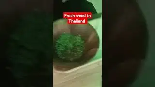 Fresh Cannabis in Thailand #cannabiseducation #adventure #amazing