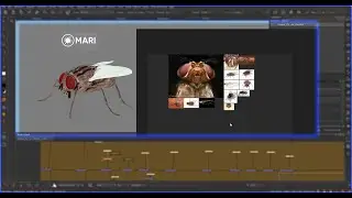 Fly texturing in mari