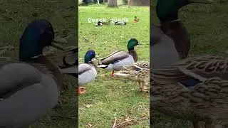 Ducks say quack quack 🦆 #duck #shorts #subscribe #cute