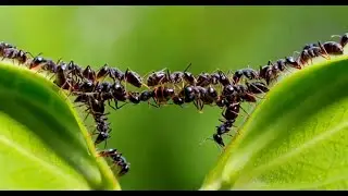 NeuroZoology Lecture 12 - Swarm Intelligence & Distributed Systems