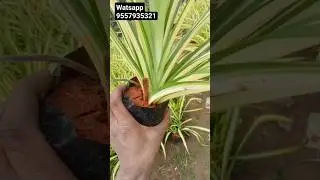 all varieties plant available wholesale price #plant #lowprice #nursery #gajraulanursery