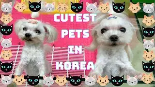 CUTEST Pets in Korea| Korean Pet Shops Vlog