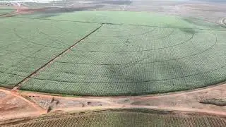 Government starts Harvesting of the first maize crop at the Galana Kulalu Irrigation Scheme