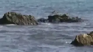 peche au sar documentaire