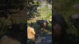 1st sighting of the legendary bear in RDR2 #rdrgameplay #reddeadredemption #gaming #rdr2 #rdr260fps