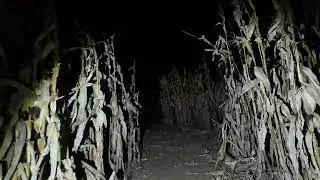 Corn Field Maze at Night #cornfield #cornmaze #nightmaze