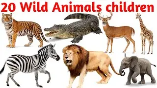 जंगली जानवरों के नाम | 20 Wild Animals Names in English for Kids Learning Vocabulary Video