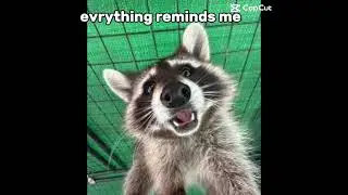 #cute #raccoon #storytime 