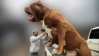 10 Expensive Dogs Only Rich People Can Afford | Zootub3