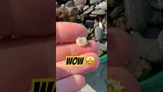 Fossil Hunting For Fossils⁉️🤔#beachfinds#fossils#ammonites
