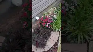 Quarantine tour Tuesday(Yardtour)