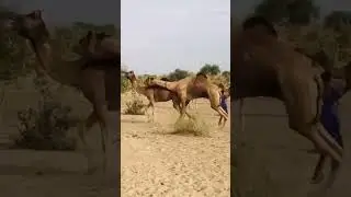 Captivating Camel Behavior | Moments with Desert Camels. #desertlife #camelpose #crazy