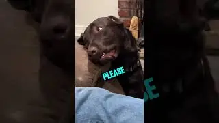 Can You Pet That DAWWWG?!