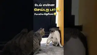 😮எல்லாரும் யோகி ஆக முடியாது😍 #funny #comedy #cat #funnyanimals #animals #animalsdubbing #tamilshorts