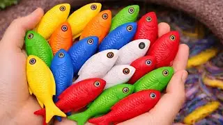Catch beautiful aquarium fish in small pond baby turtles, eel, koi, pencil fish, nemo fish, bullfrog