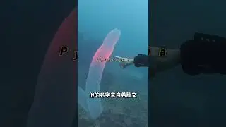 不能吃的海中泡菜但會發光 #Pyrosome #ocean #climatechange #esg #esgtimes