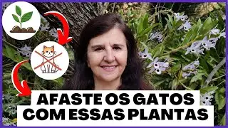 Plantas que Afastam Gatos