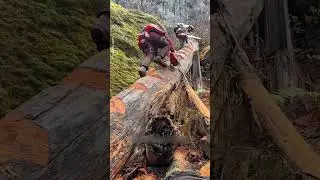 The Toughest Tree of His Career 🌲🪓| CATERS CLIPS